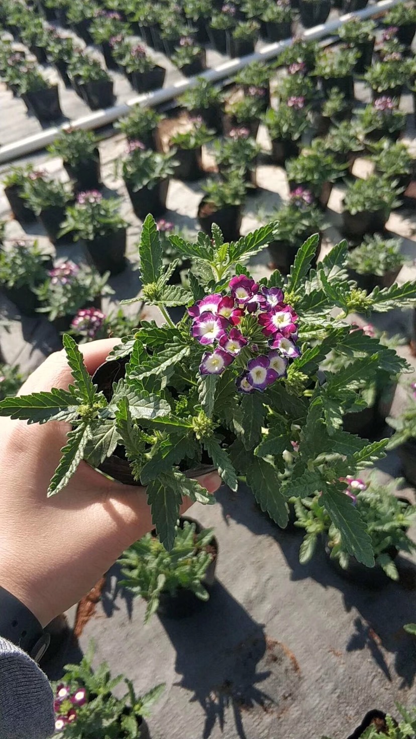 传奇 美女樱4色带花原盆原土发货多年生草本植物 多花爆盆易养活