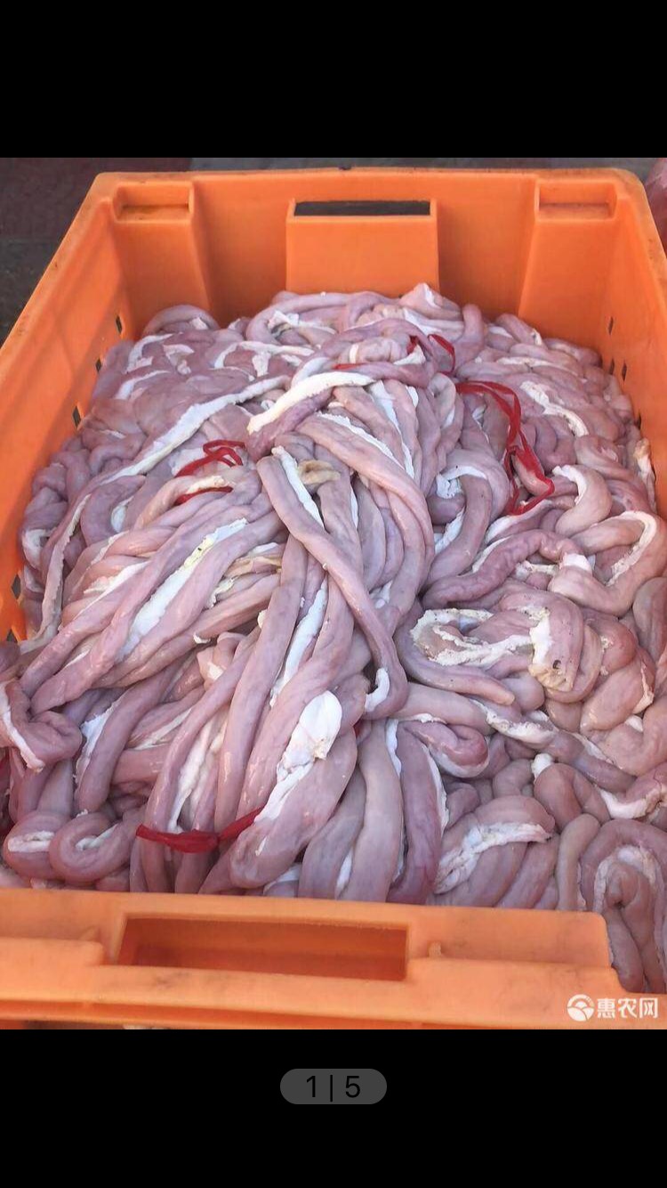 新鲜猪小肠每天100斤供应
