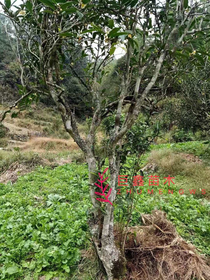 绿茶树苗 古茶树茶叶树欢迎采摘茶叶泡饮