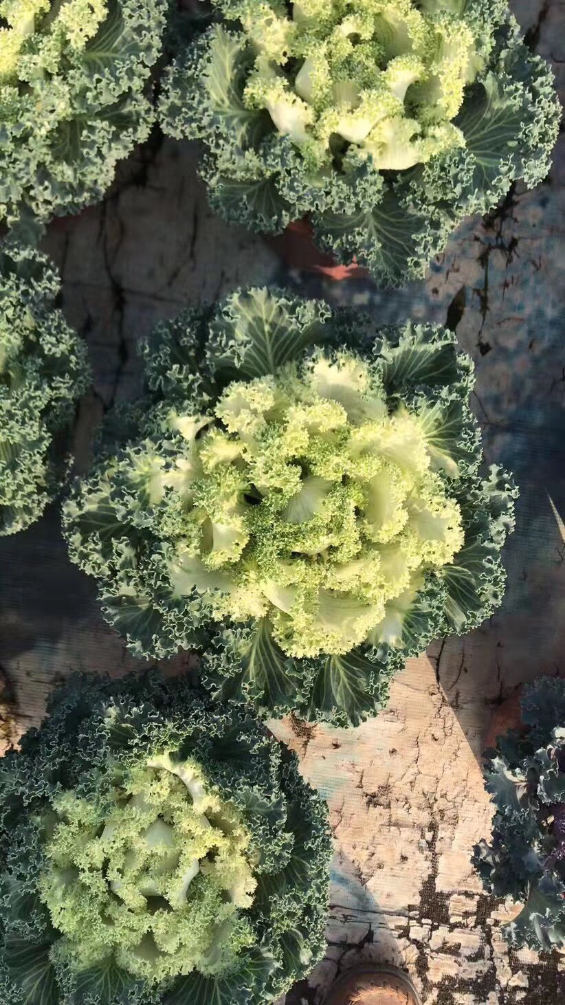 羽衣甘蓝盆苗 观叶草本花卉耐寒 基地直供大量现货供应