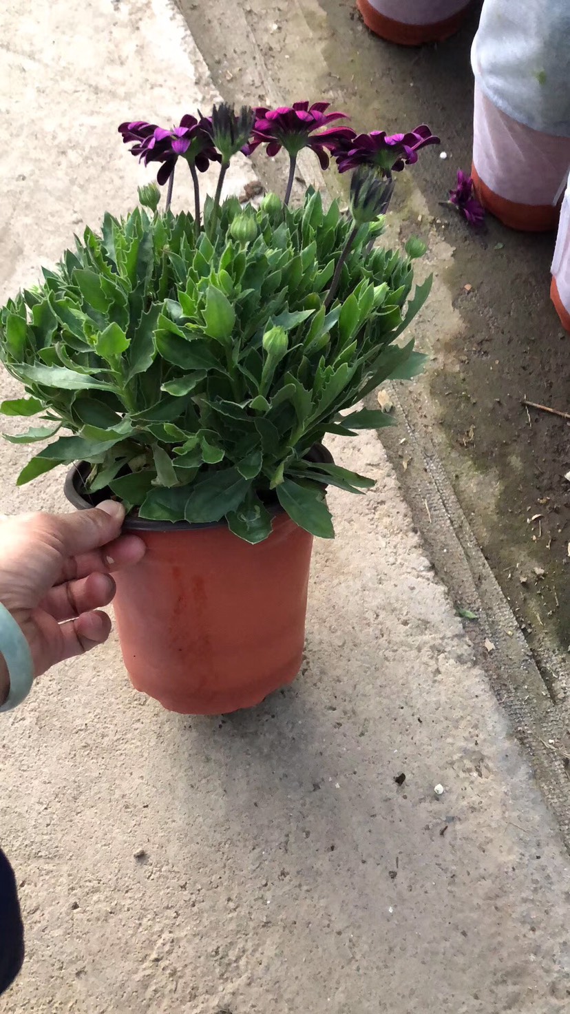 万寿菊苗 南非万寿菊盆栽多年生草本花卉耐寒 花期长 基地直供