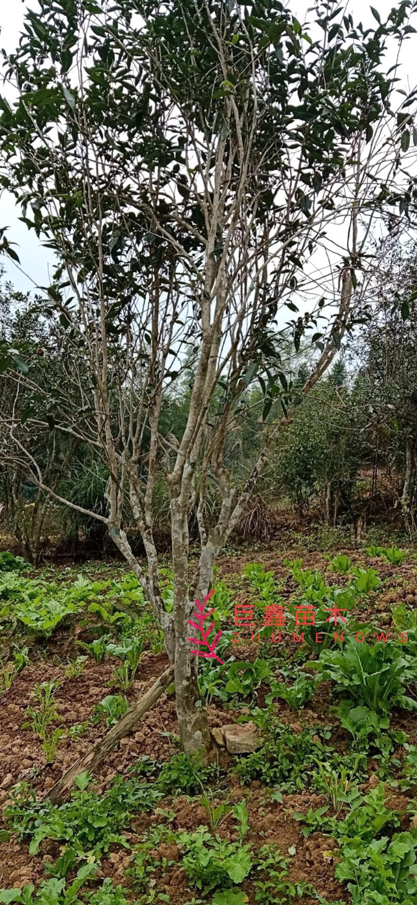 生大树茶苗 古茶树茶叶树.欢迎采摘泡茶喝