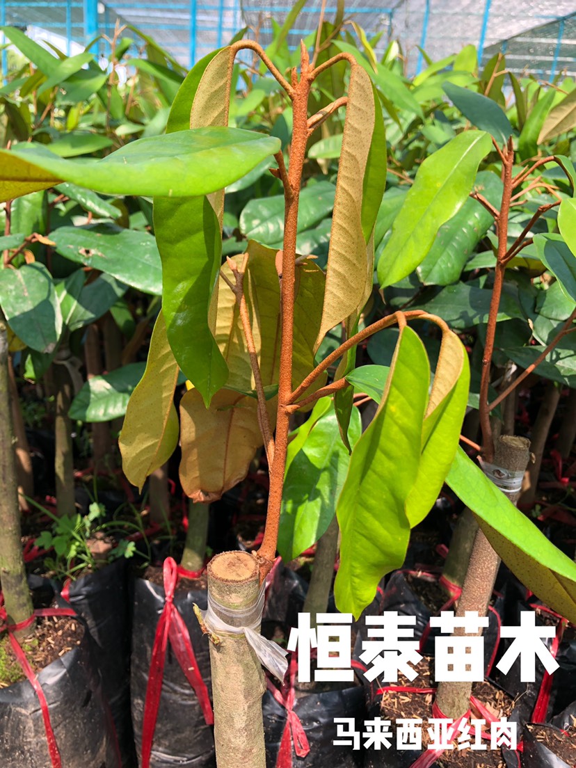 黑刺榴莲苗 马来西亚红肉榴莲果苗 产地直供 品种保证 量大从优 欢迎