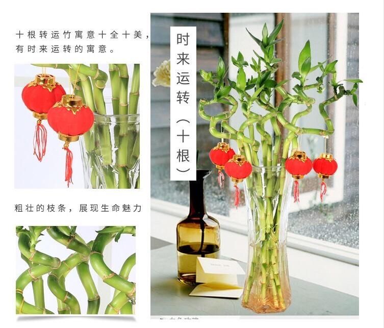 花开富贵竹报平安富贵竹转运竹弯竹室内盆栽绿植水培
