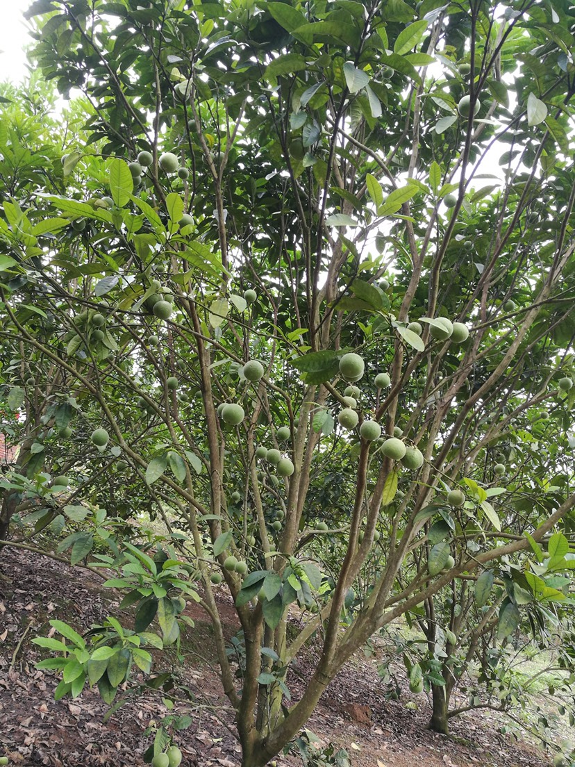 化橘红树苗 大量3.5到5米高化橘红果树