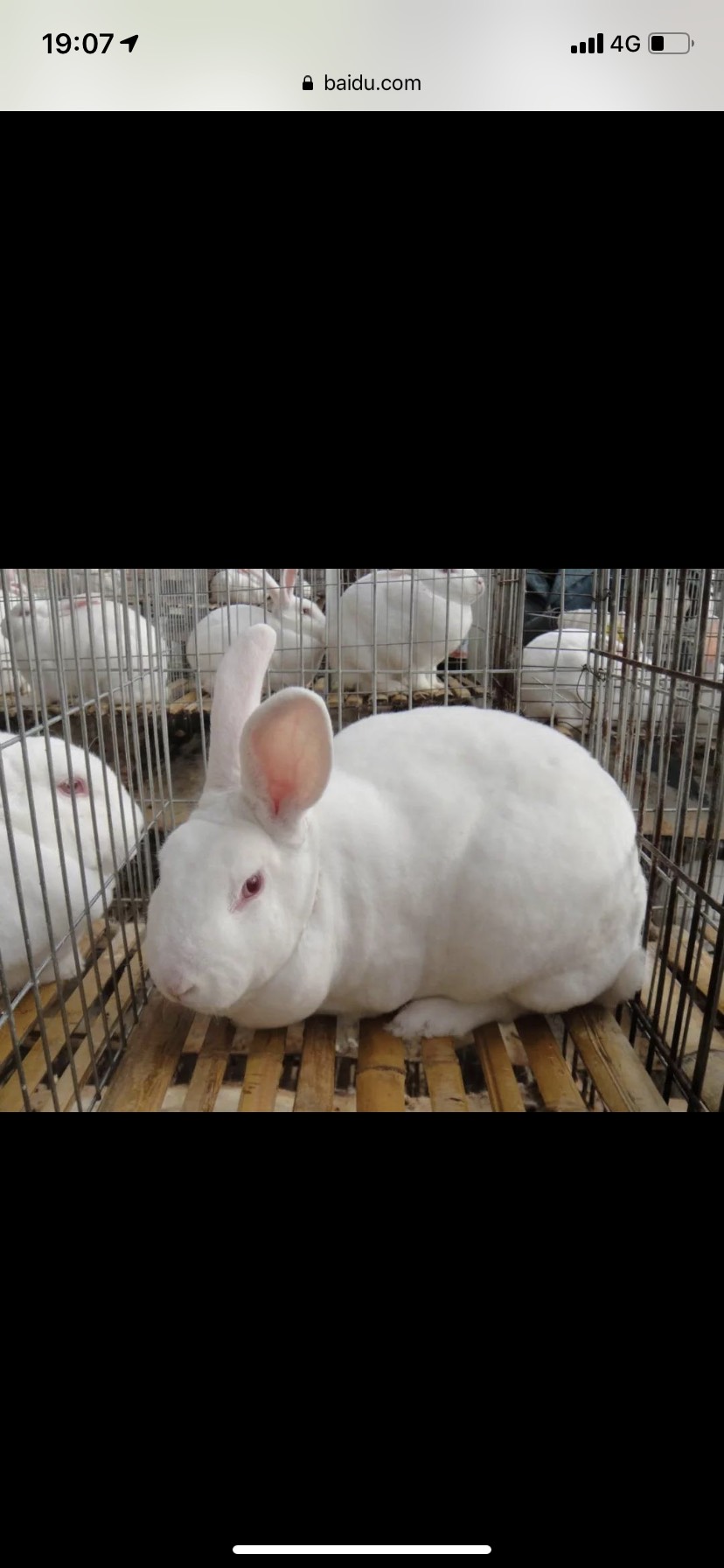 长期供应伊拉兔,肉兔,伊高乐