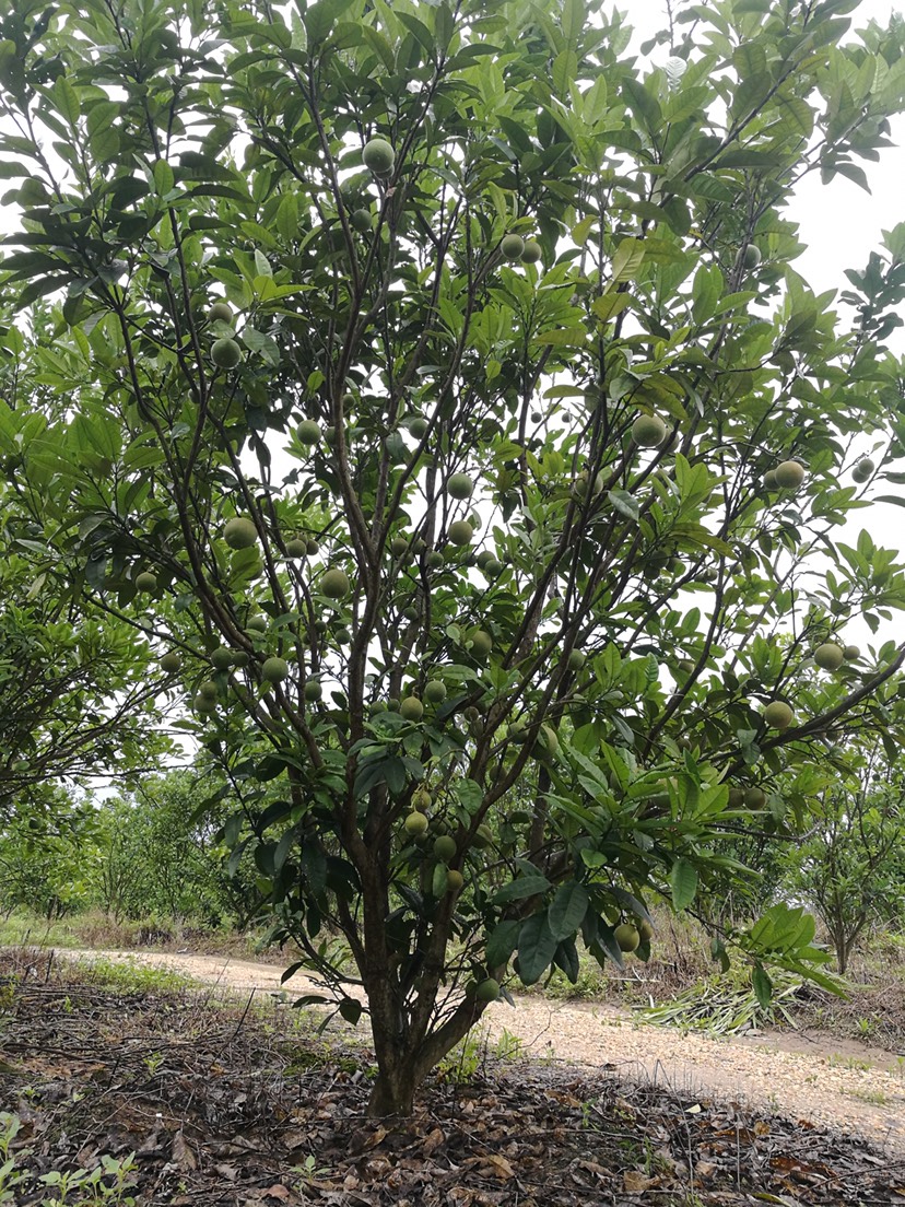 化橘红树苗 6年化橘红果树,正丰产期,花香迷人,根丰叶茂,也可作风景树