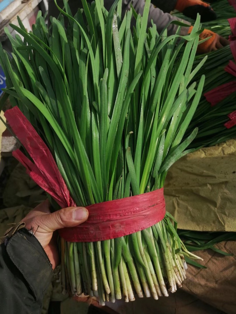 大叶韭菜 头茬 40~45cm