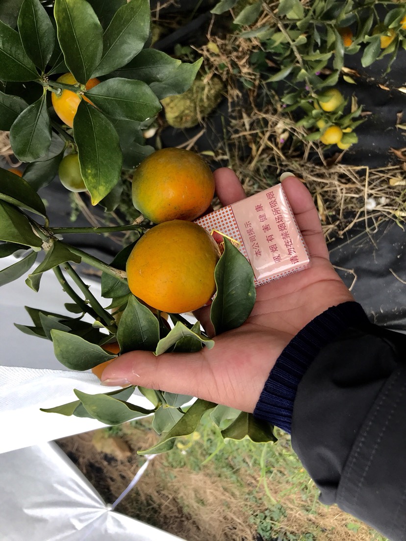 脆皮金桔苗