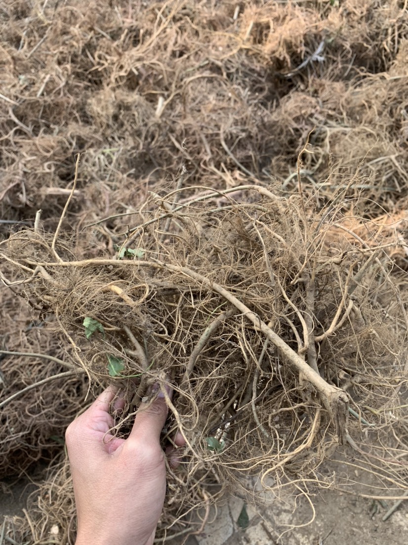 牛奶树根 白花牛奶根批发.黄阳明