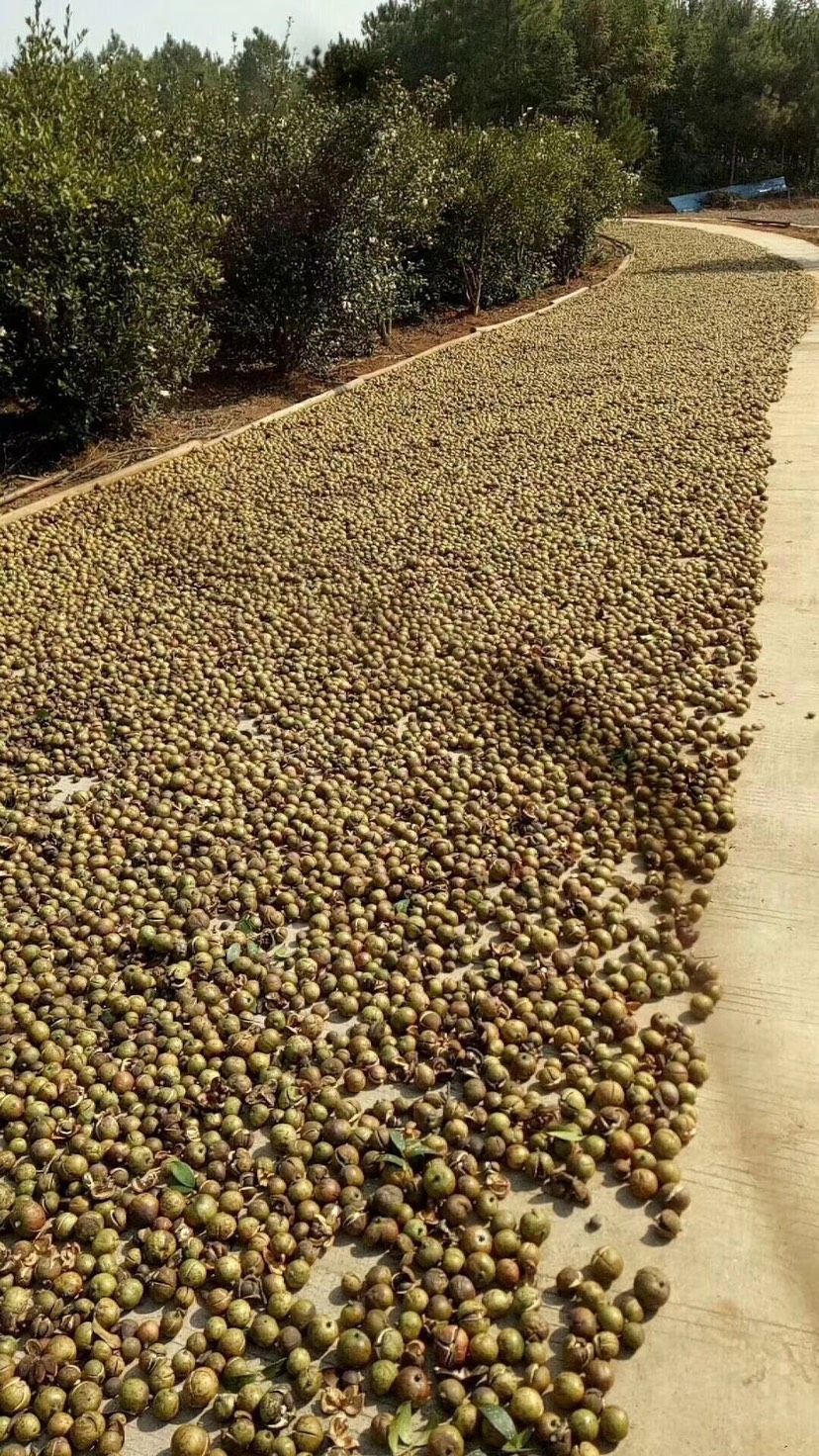 压榨山茶油  vwu172958304