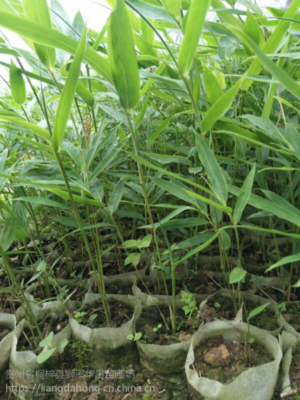 大量出售方竹苗,黄皮竹苗价格面议,先看货再决定