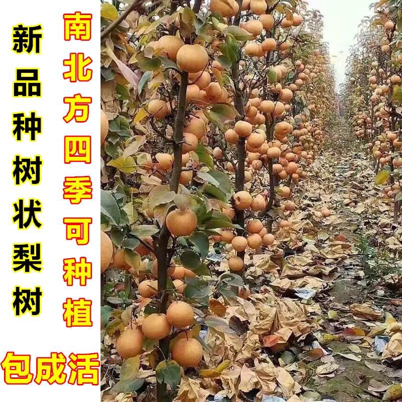 柱状梨苗