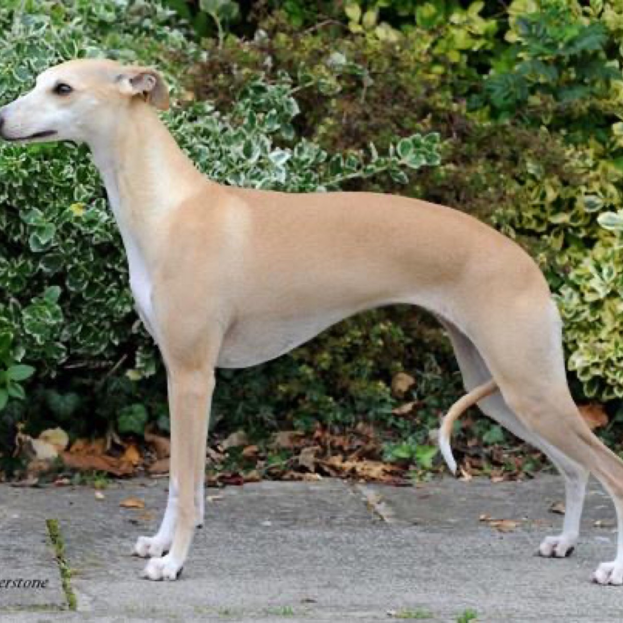 山东省枣庄市滕州市 格力犬 格惠 惠比特 山东细犬 猎狗 抓兔子山鸡
