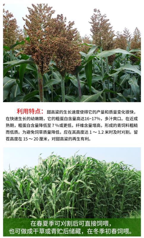 [甜高粱种子批发] 甜高粱种子价格20元/斤 - 惠农网