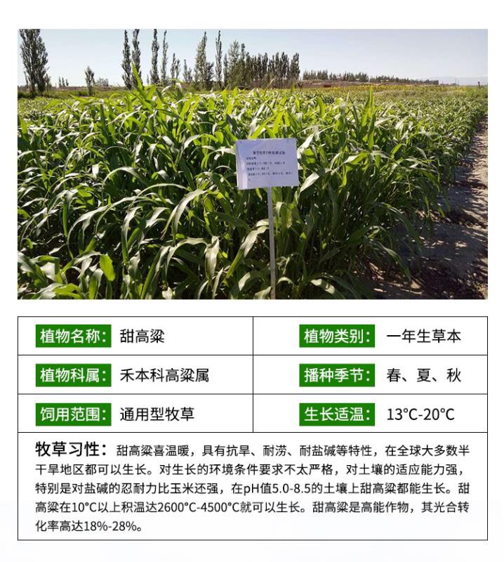 [甜高粱种子批发] 甜高粱种子价格20元/斤 - 惠农网