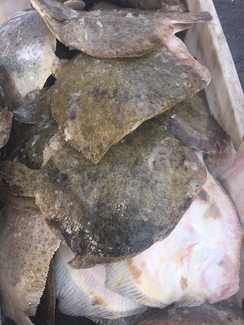 深海海鲜 野生多宝鱼,深海的鱼,肉质细嫩鲜美,欢迎品品尝