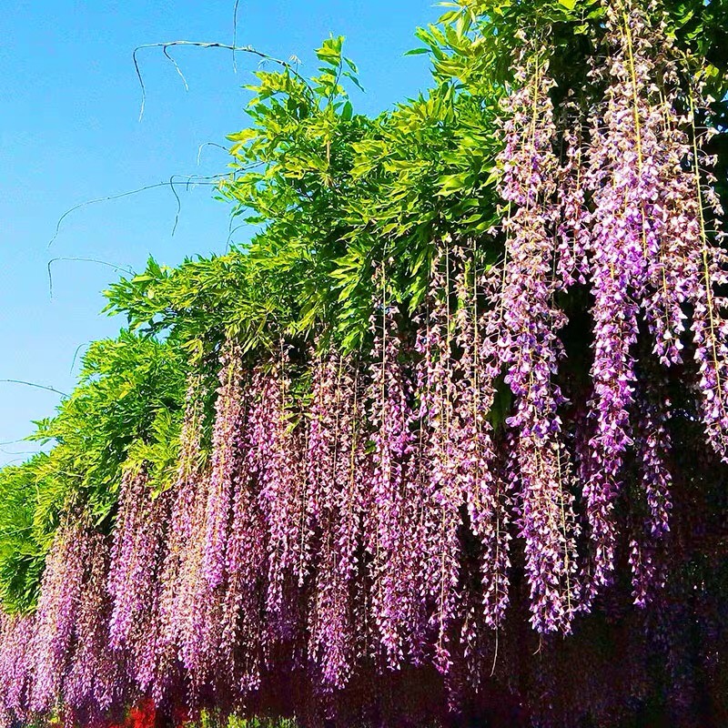 多花紫藤 长花穗紫藤 基地直供