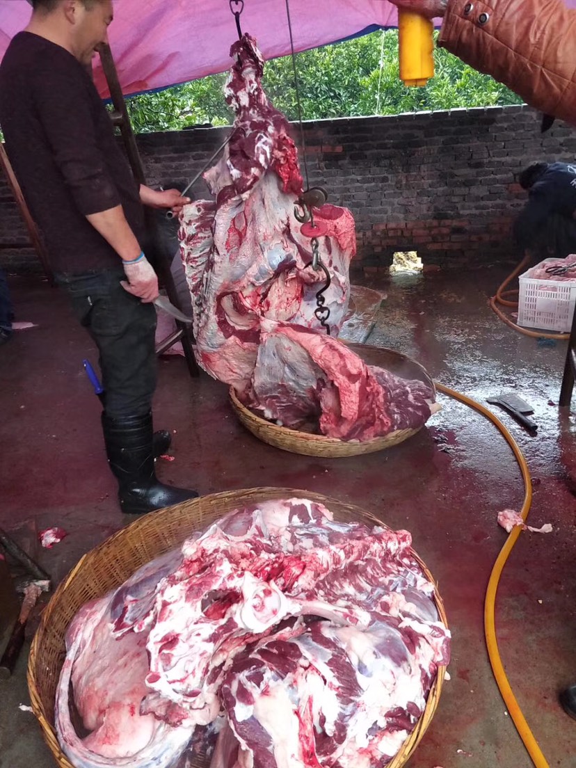 丹江口市 农户自家牛肉 纯牛肉 现场直播杀牛 统一价格39元一斤