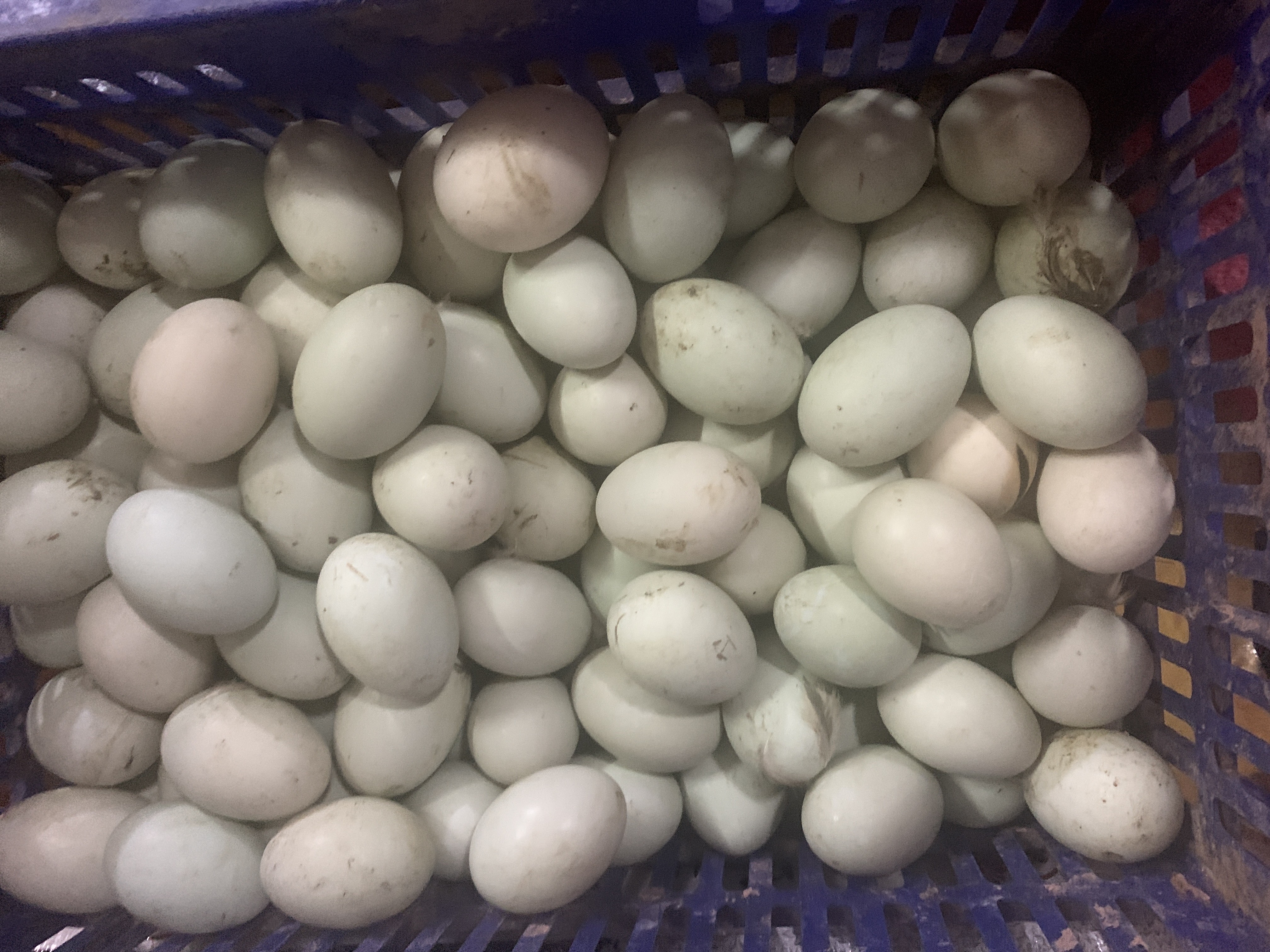 火鸭蛋 食用 散装