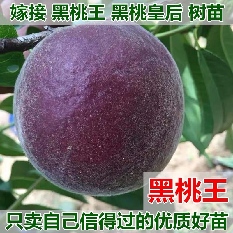 桃树新品种中华黑桃王桃树苗黑桃皇后树苗9-10月成熟南北方