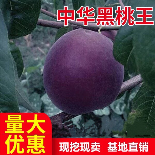 桃树新品种中华黑桃王桃树苗黑桃皇后树苗9-10月成熟南北方