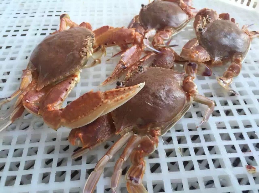 东山岛扁蟹500g肉蟹深海拥剑梭子蟹