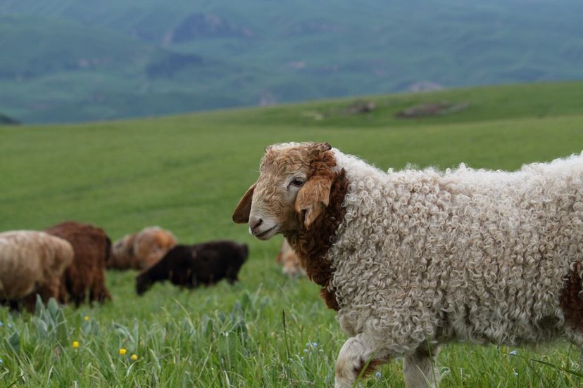 新疆伊犁本地羊