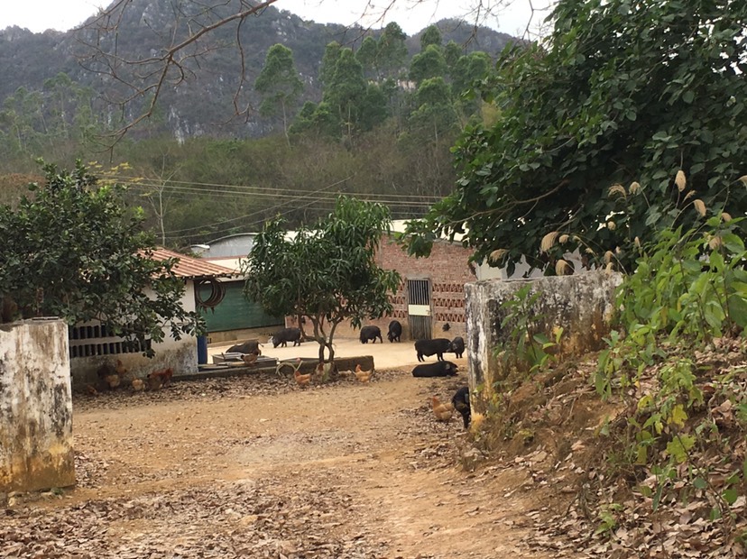 阳春潭水有林地1100亩转租可养殖