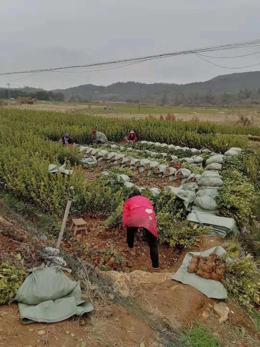 油茶苗 江西丰城白土茶苗生产基地