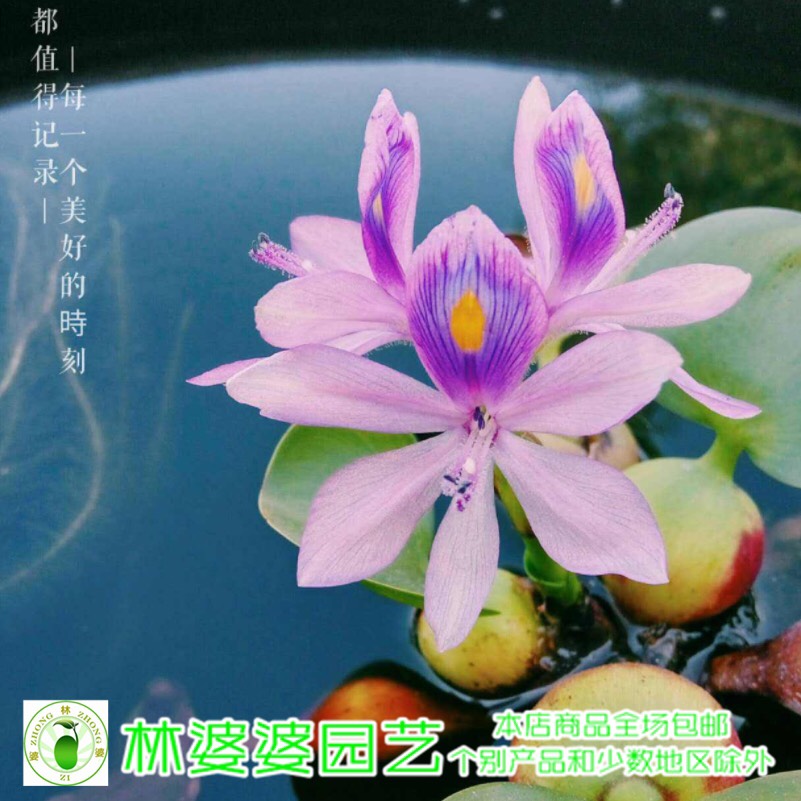 江苏省宿迁市沭阳县 水浮莲种子水葫芦种子凤眼兰凤眼莲种子包邮