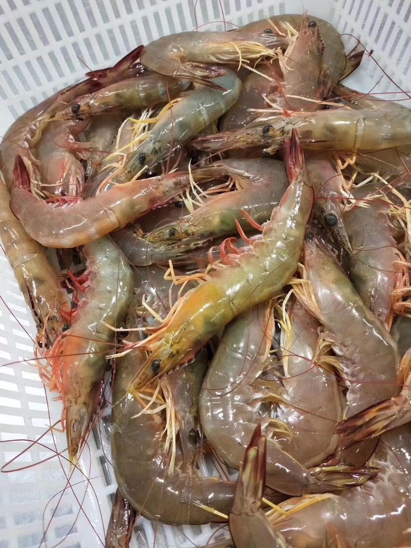 湛江硇洲岛自家渔船出海捕捞天然明虾