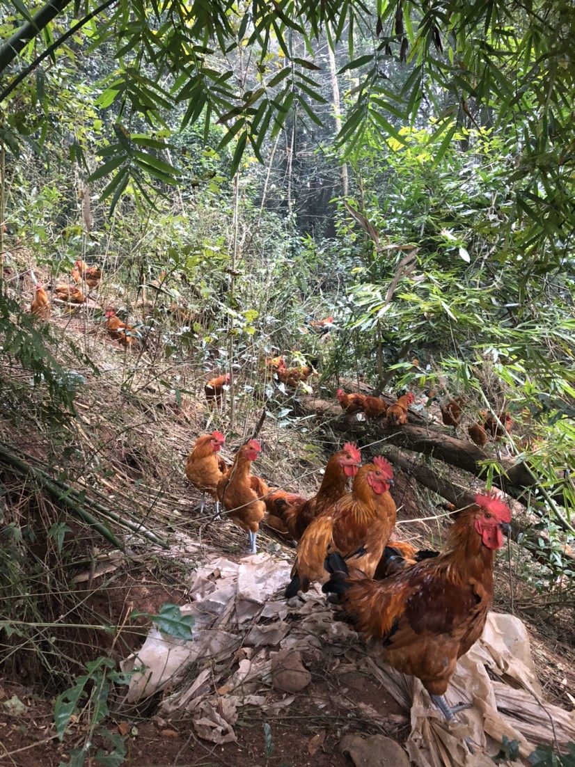 正宗散养跑山土鸡,纯玉米喂养肉紧口感好营养丰富