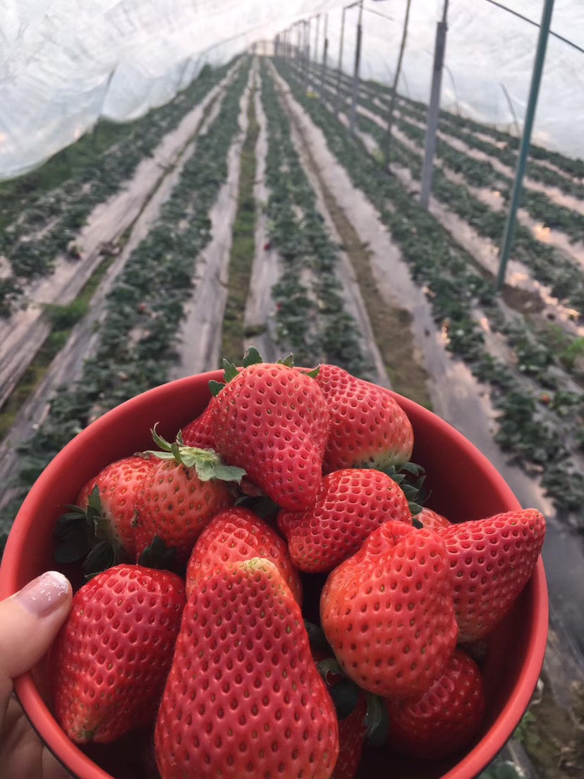 久香草莓 现摘现卖,同城可免费送货上门,保证新鲜