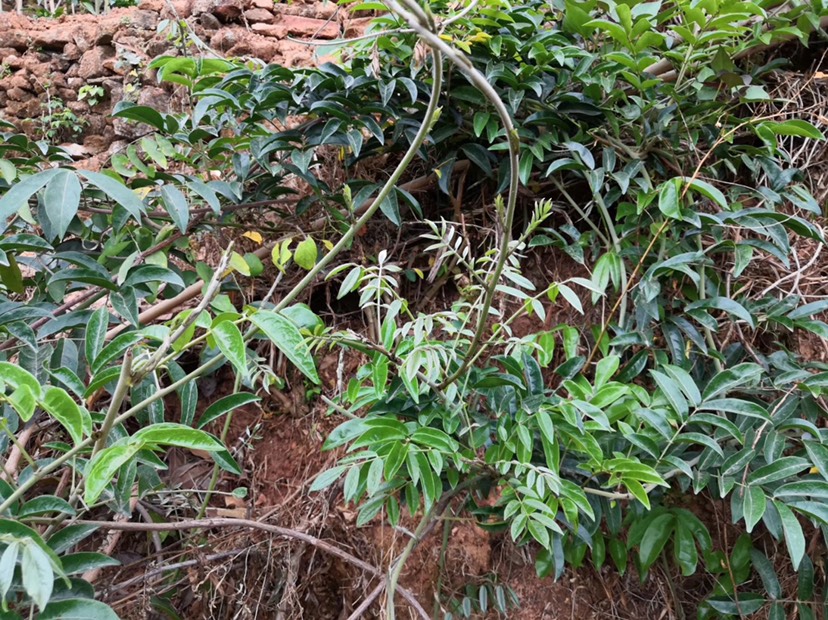 纯天然植物,吃了牛大力雄起来,煲汤清甜可口,不包邮