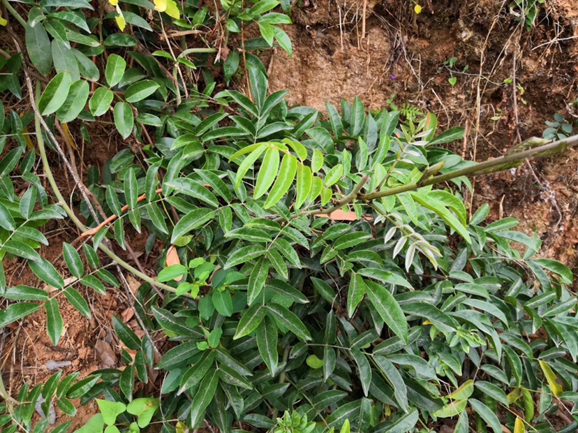 纯天然植物,吃了牛大力雄起来,煲汤清甜可口,不包邮