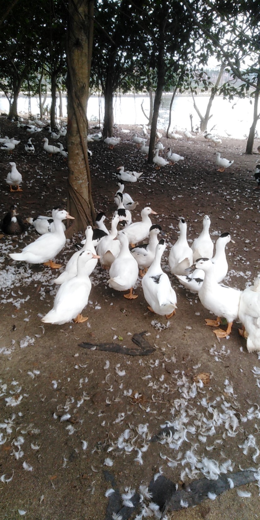 特价黑白毛鸭供应