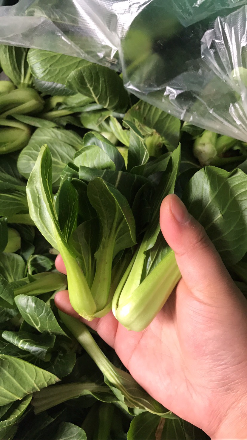 上海青 大棚小青菜5万斤