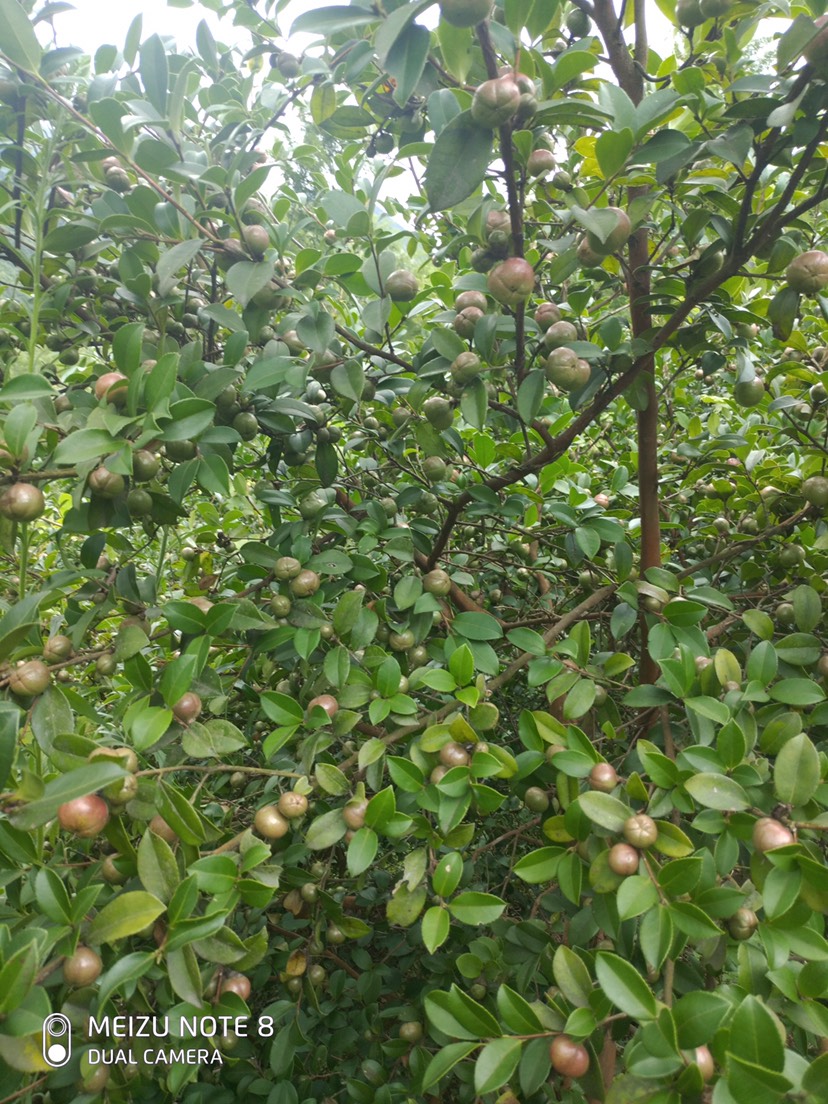 白花山茶油 出售白花茶油 茶子油