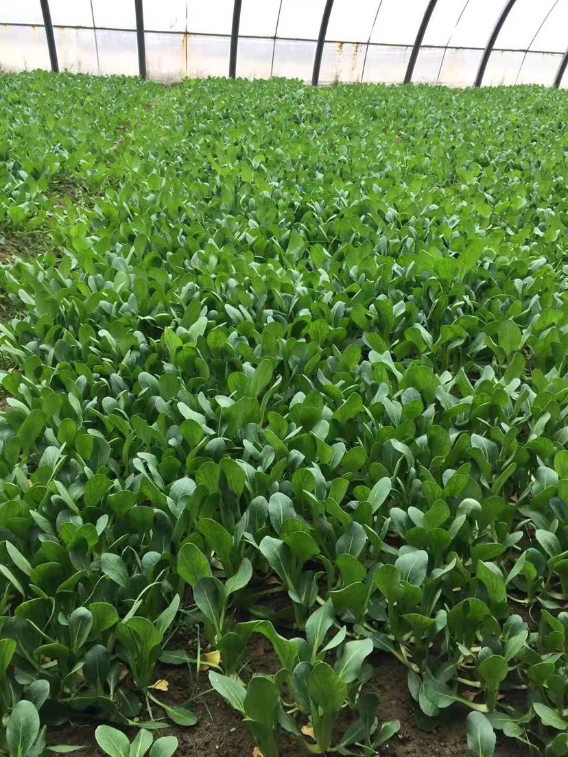 绿色食品无污染有机蔬菜上海青小白菜小油菜小烫菜