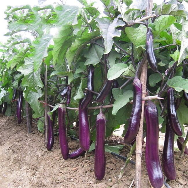 紫黑皮茄子新鲜蔬菜 5斤新鲜茄子 现摘现发长