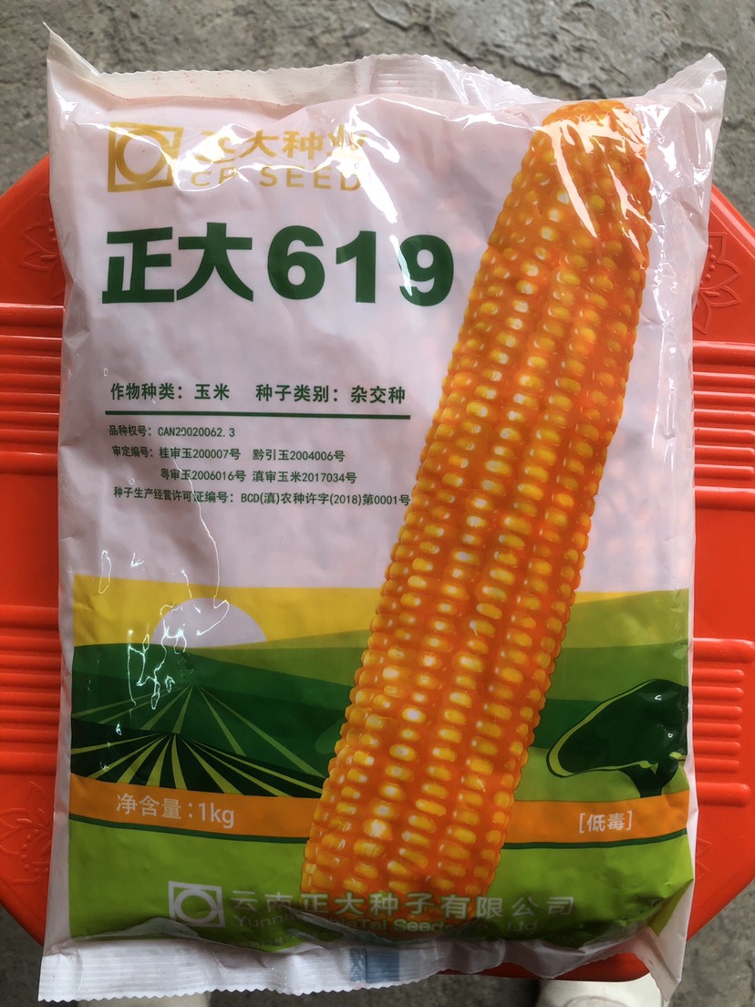 玉米种子 高产玉米杂交种子正大619抗病硬玉米土玉米鸡吃玉米大棒轴