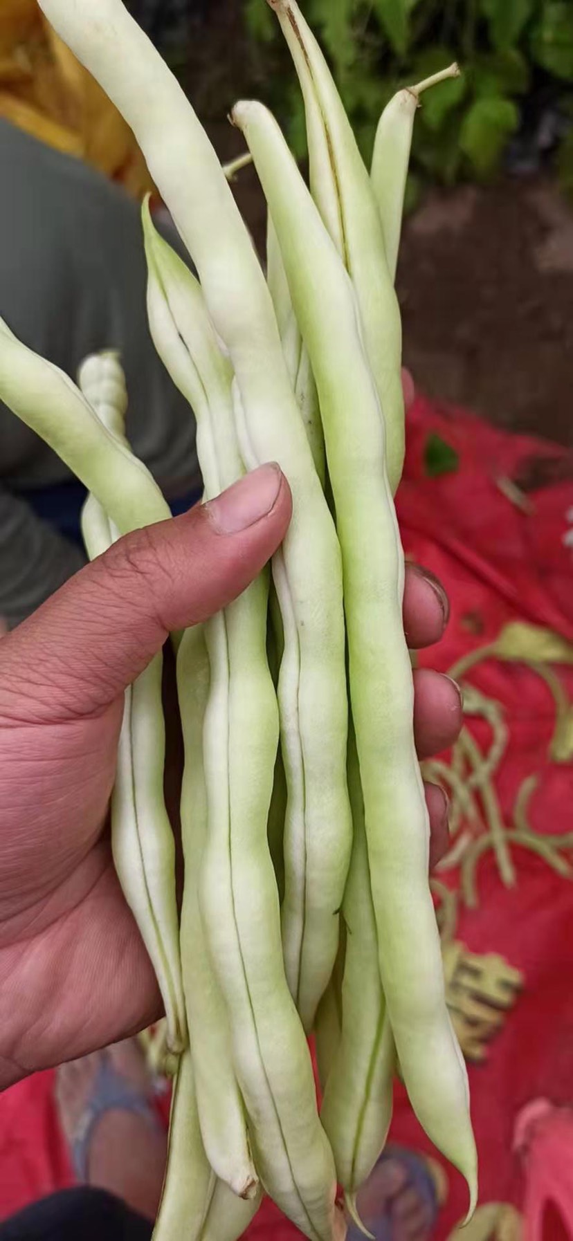 新鲜采摘四季豆