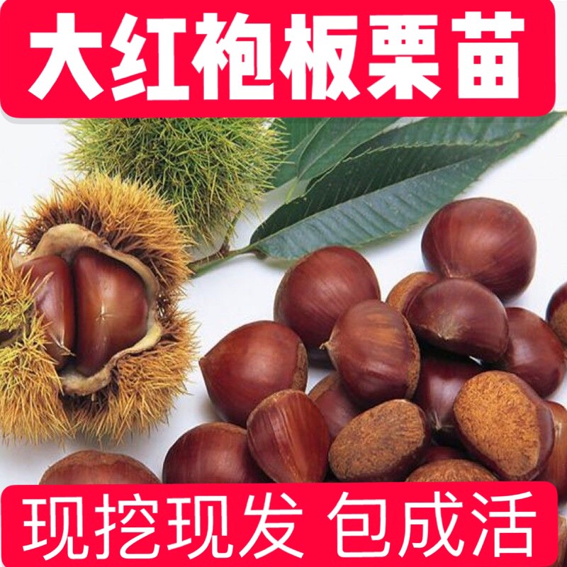 大红袍板栗苗