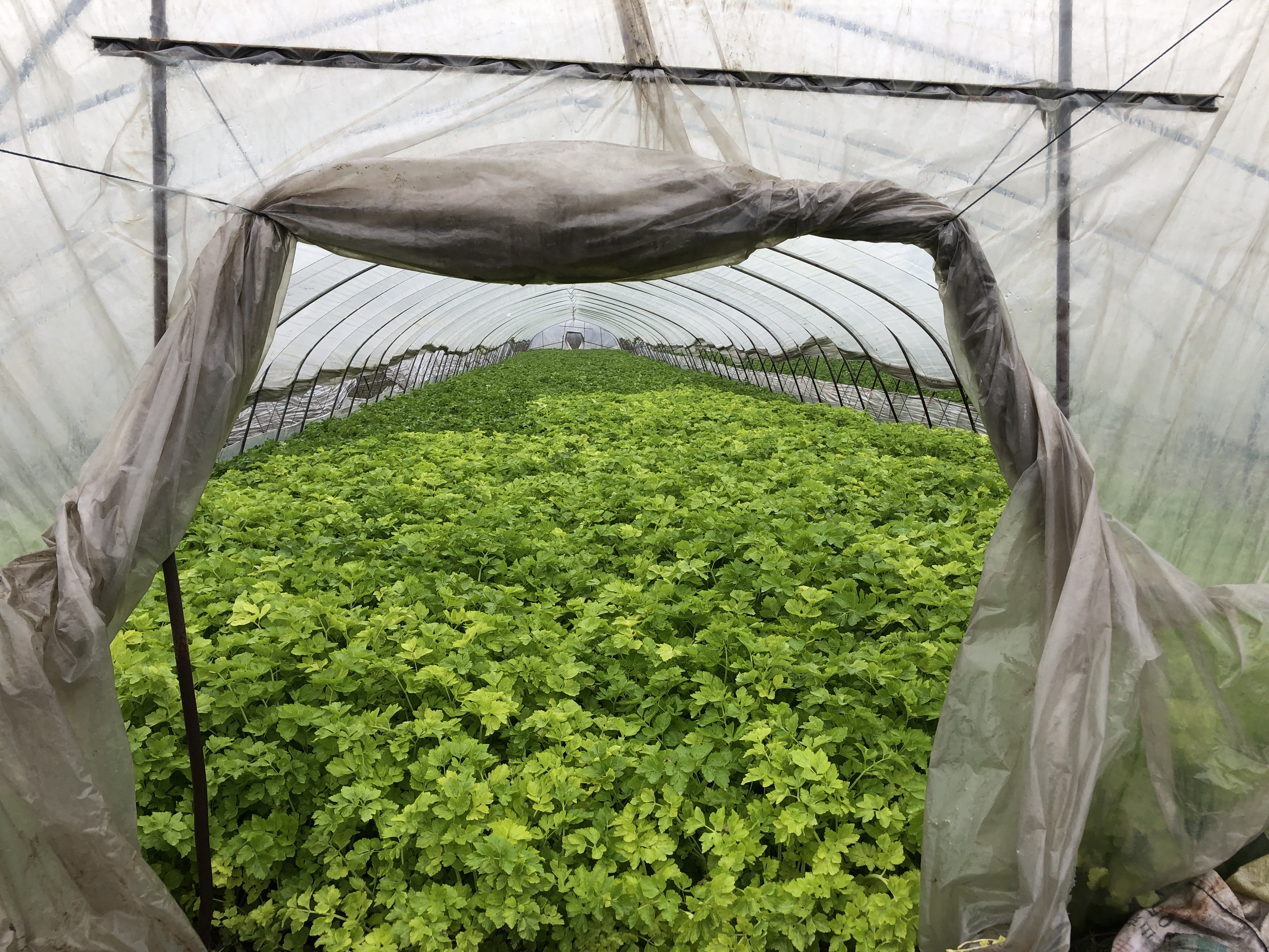 黄芹菜 上海黄芹 量大从优