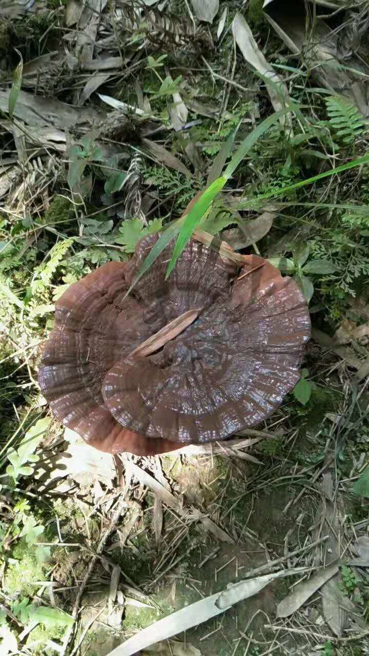 韶关大山里生长的纯枫树灵芝