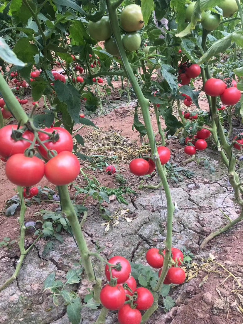 品种名:毛粉番茄苗 种苗规格:三叶一心 苗龄:28天苗龄