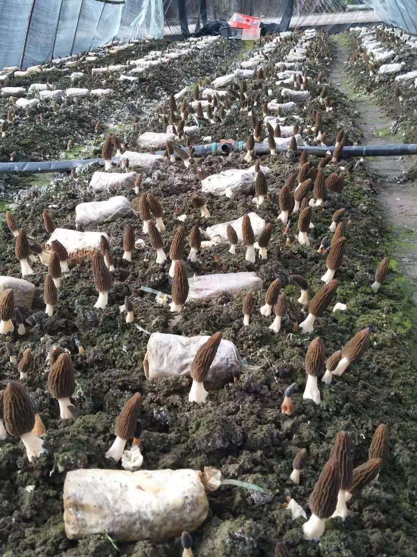 羊肚菌专业种植户