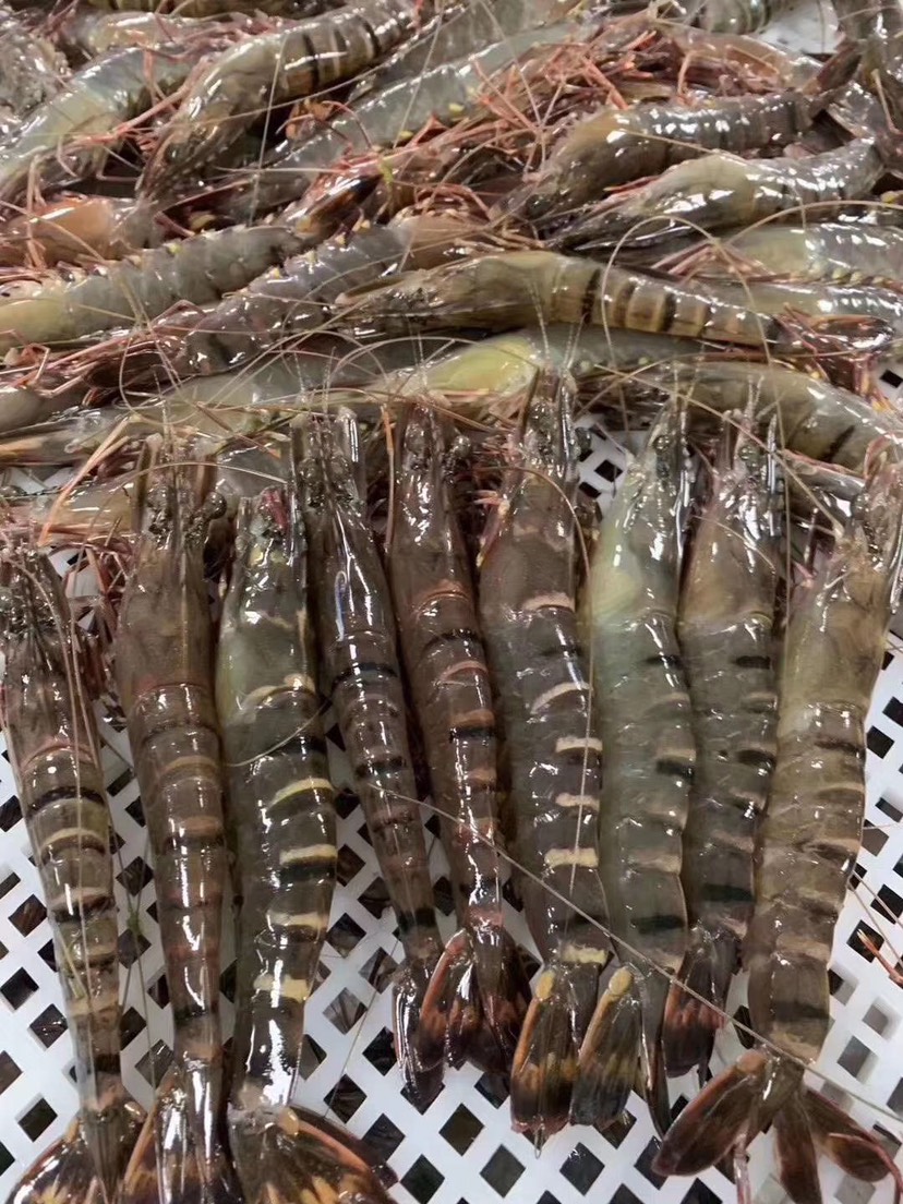 品种名:冻海虾 品种名:冻海虾 保质期:2-3个月