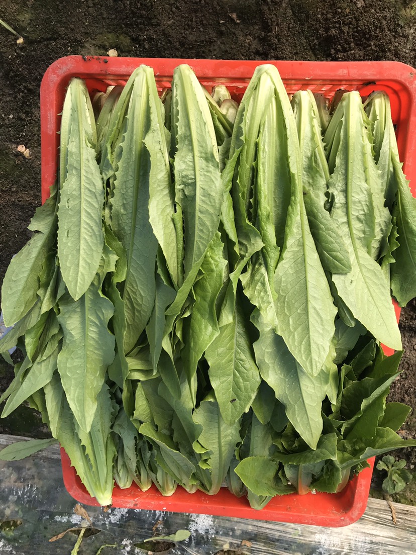 大棚鸡毛菜,油麦菜